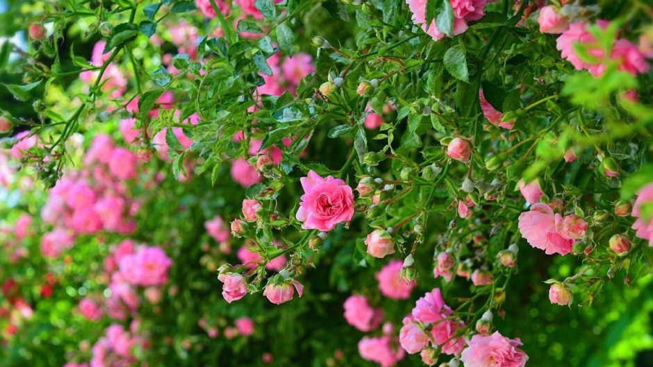 Кустарник розы кустовые розовые