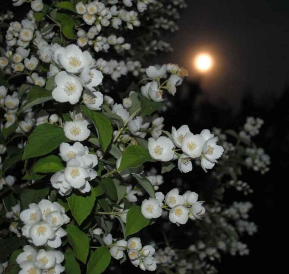 Жасмин ночной цветок