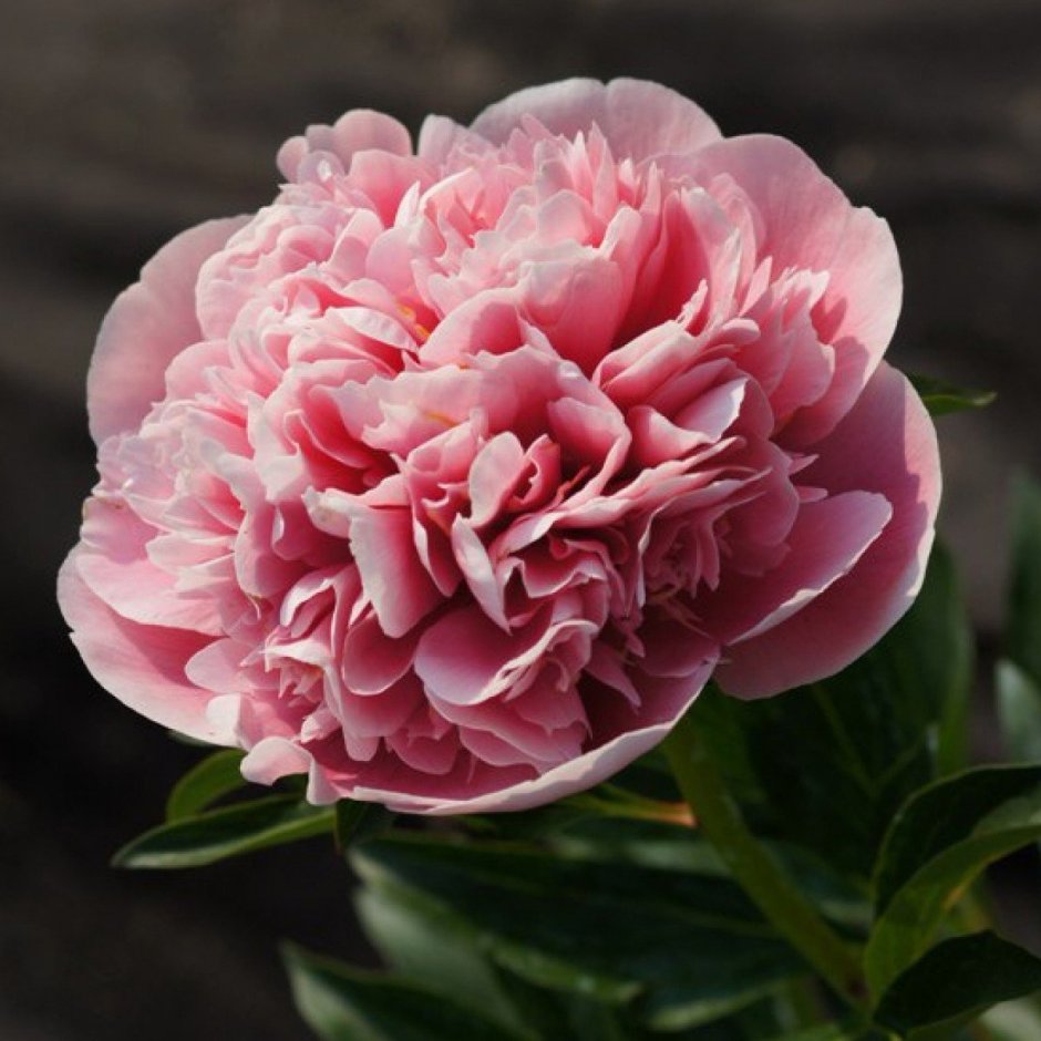 Пион Этчед Салмон Paeonia Etched Salmon