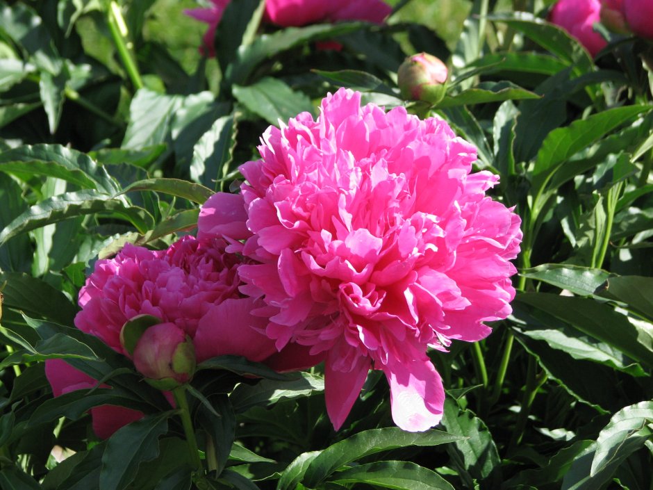 Paeonia lactiflora Moscow