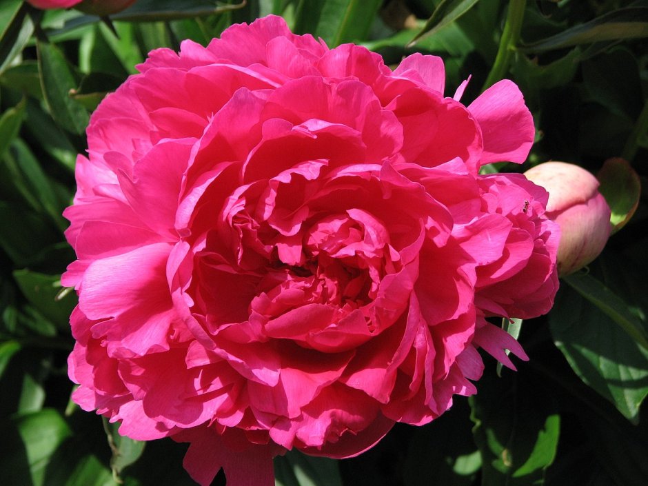 Paeonia Renato (lactiflora)