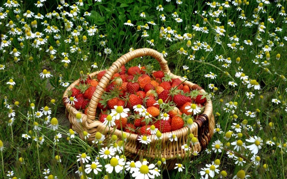 Лето корзинка с ягодами