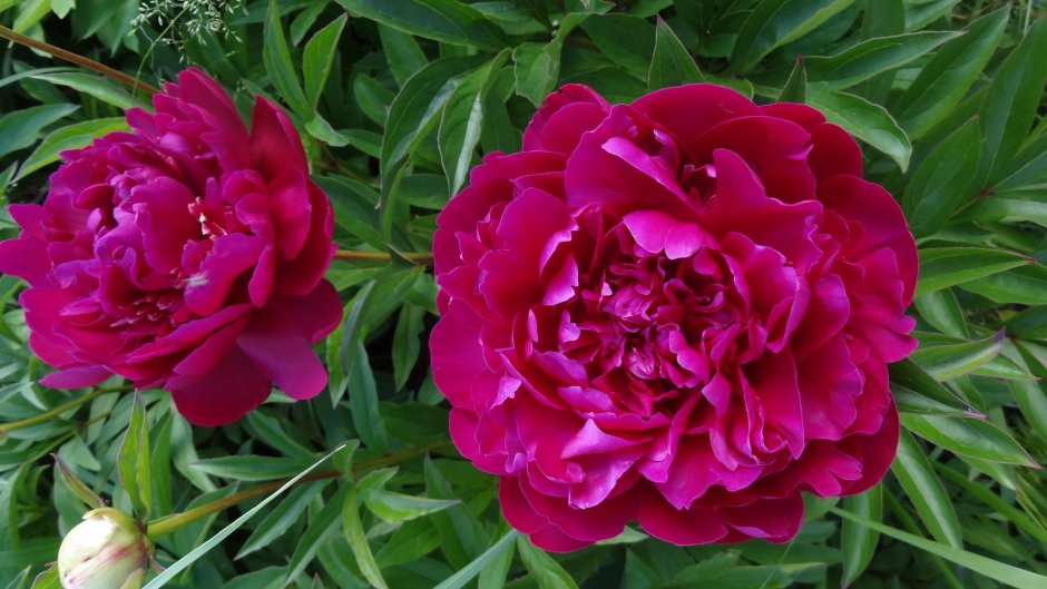 Paeonia (пион) Paul m Wild