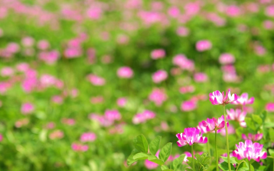 Трава с розовыми цветочками