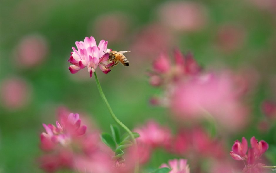 Пчела в цветах розовых