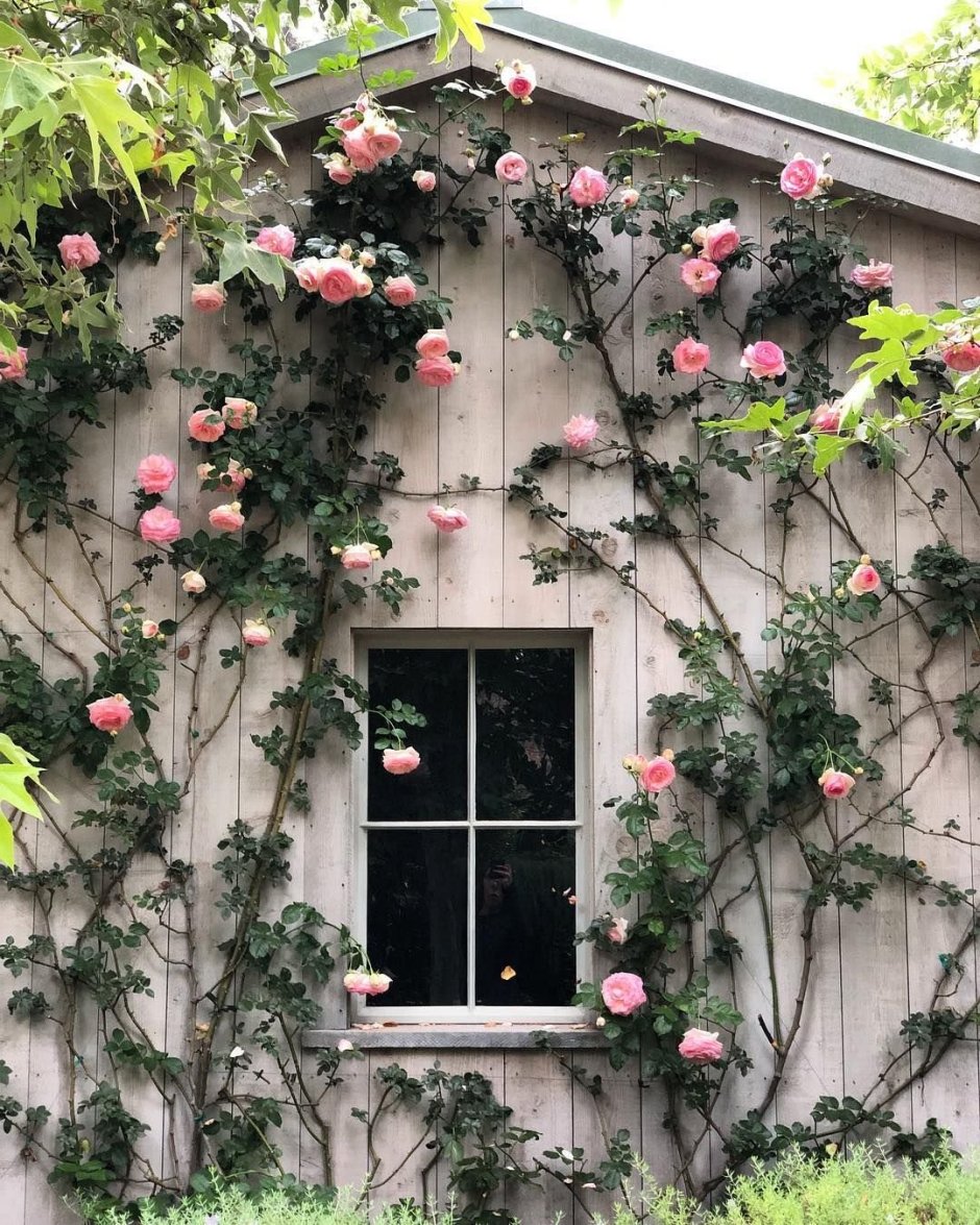 Розы вьющиеся по стене