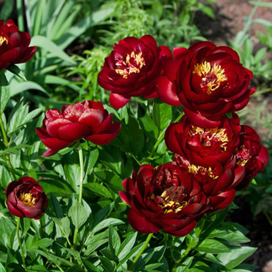 Пион Paeonia Buckeye Belle