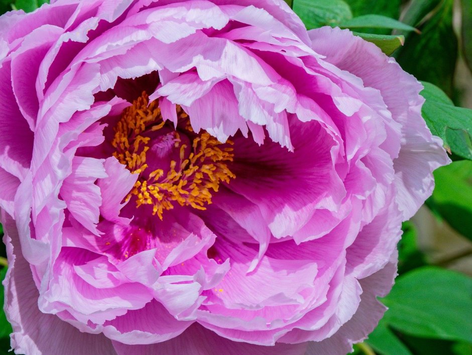 Soil Tree Peony