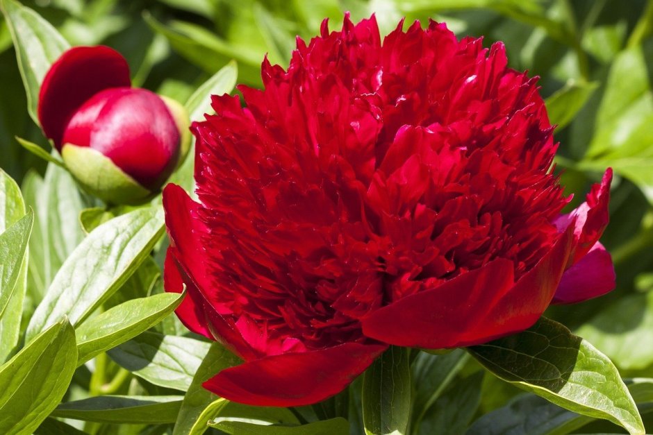 Пион (Paeonia) Double Red