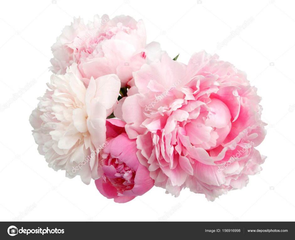 Pink Peony Flower isolated