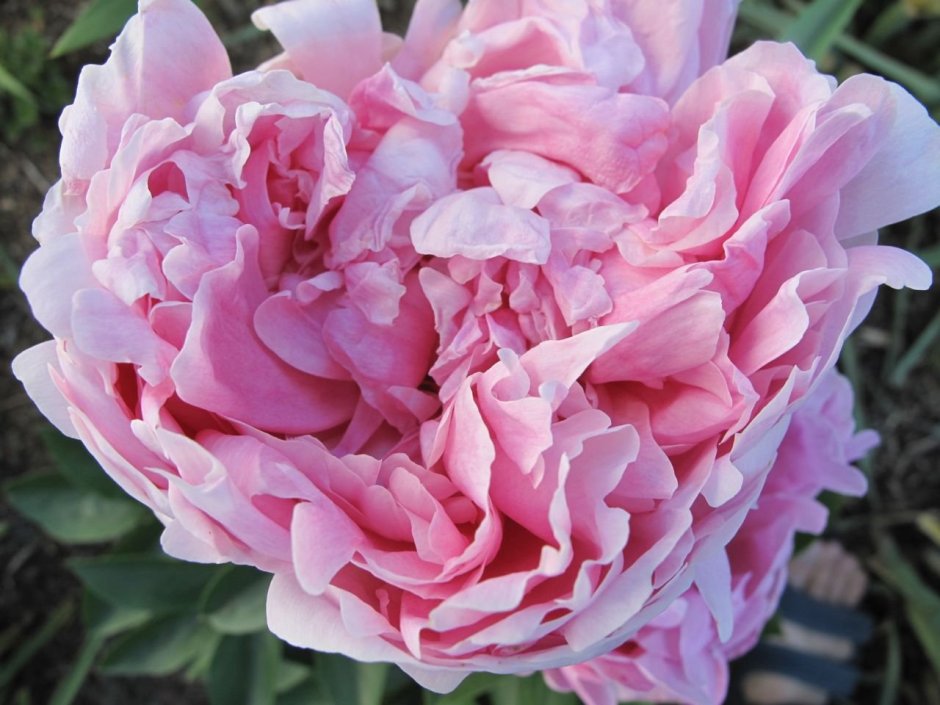 Paeonia (пион) Pink parfait