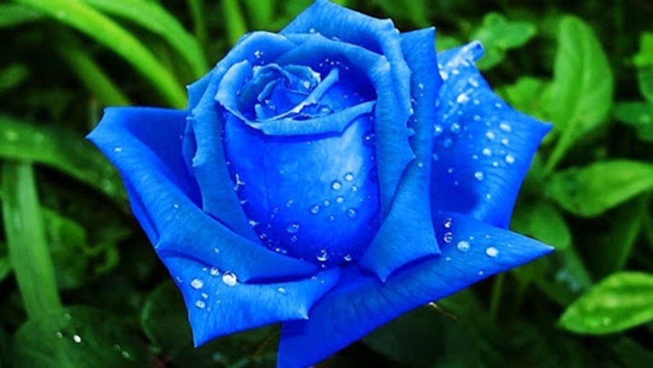 Роза Бомбей голубая роза