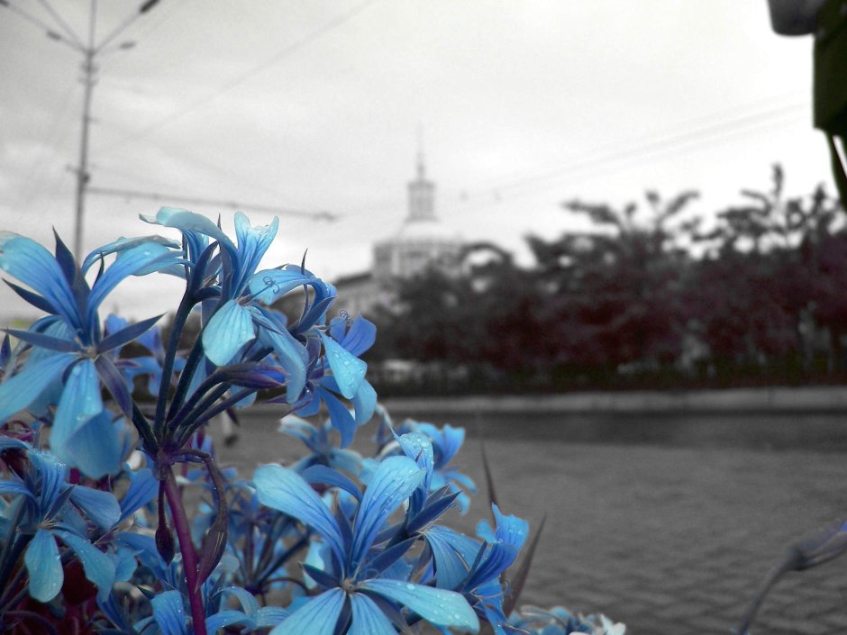 Голубые цветы в городе
