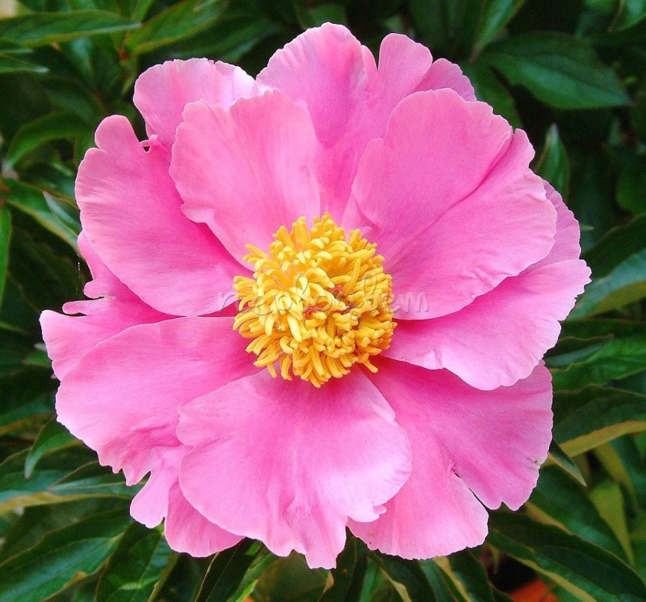 Пион Paeonia lactiflora