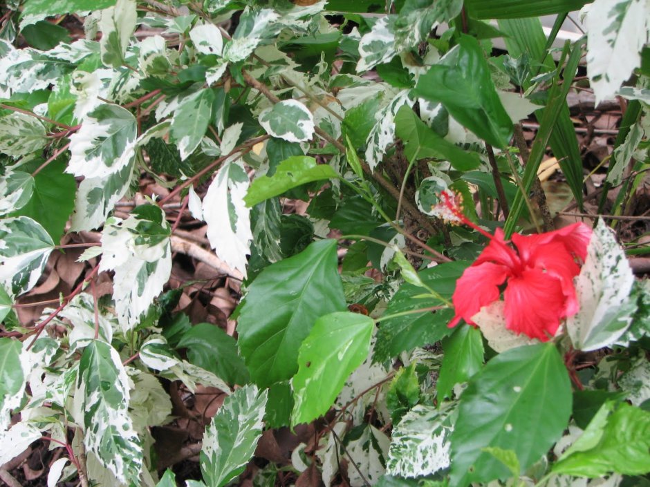 Hibiscus Rosa-sinensis variegata