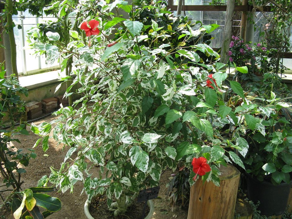 Hibiscus Rosa-sinensis 'cooperi'2