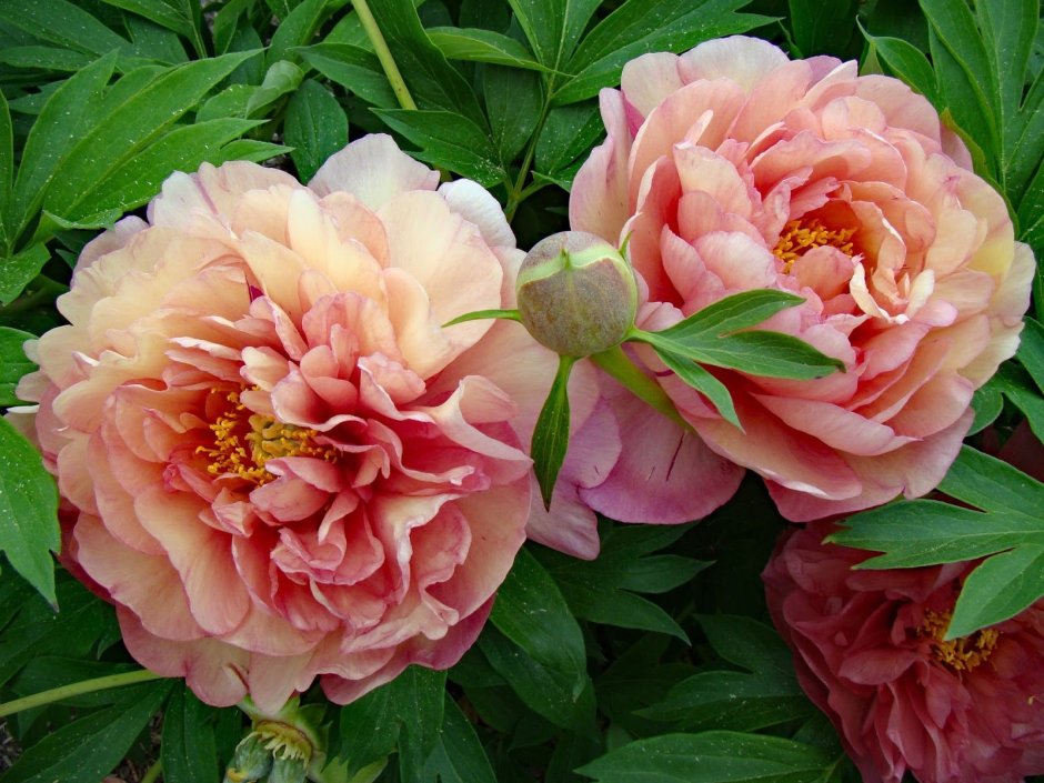 Пион Paeonia Itoh Magical Mystery Tour