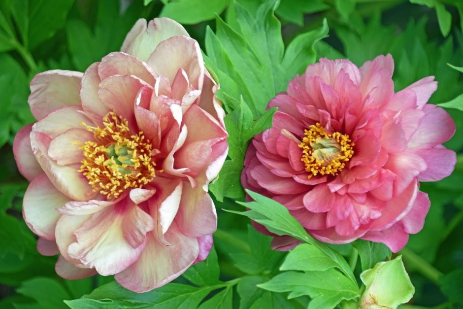 Пион Paeonia Itoh Magical Mystery Tour