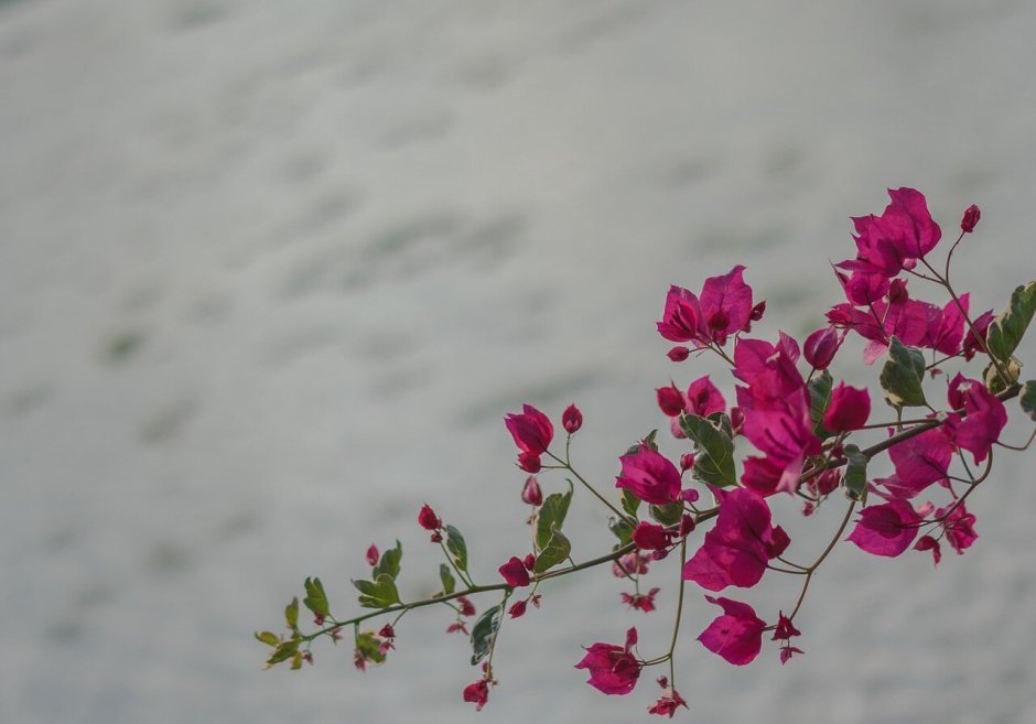 Веток с мелкими розовыми цветочками