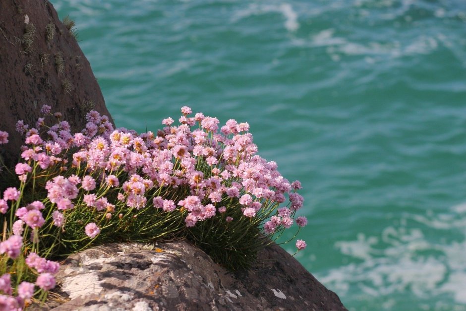 Цветы и море
