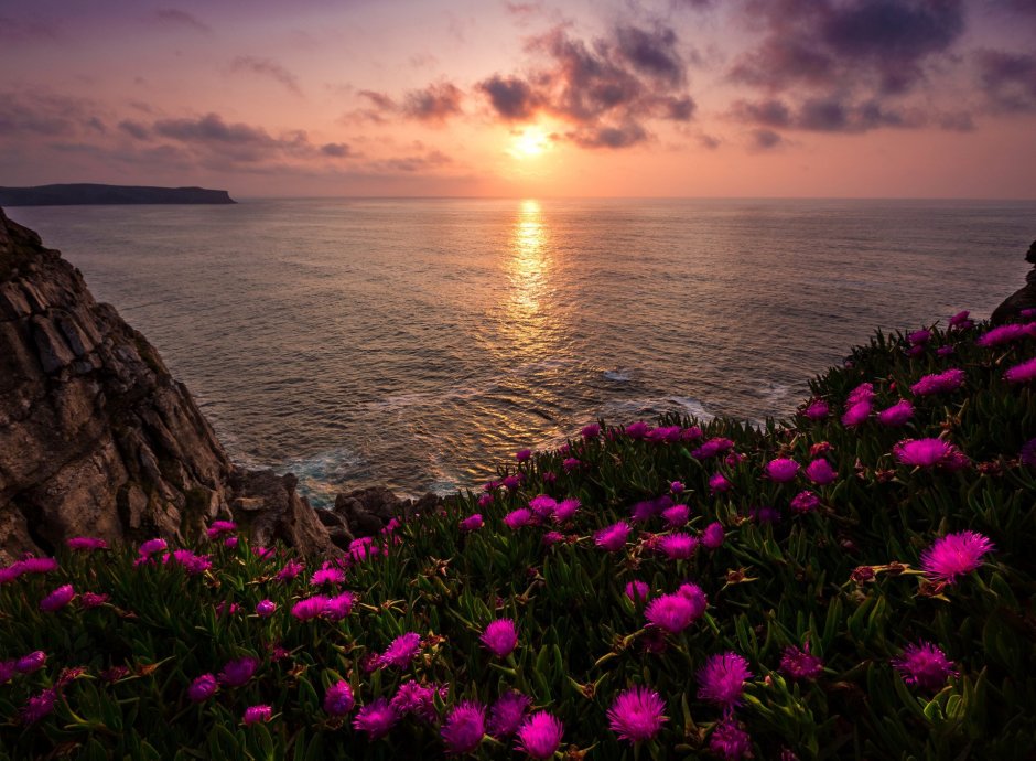 Море цветы рассвет