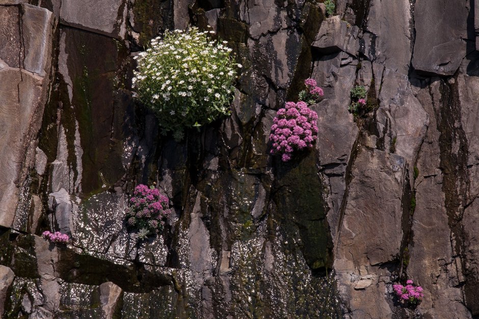 Растения на отвесной скале