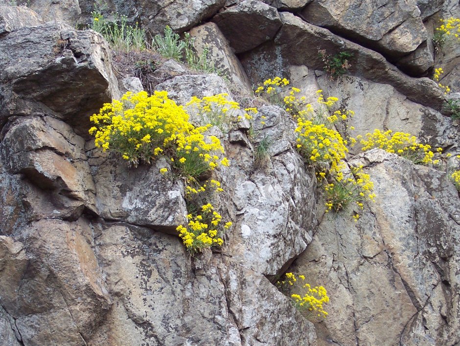 Желтые цветы на скалах