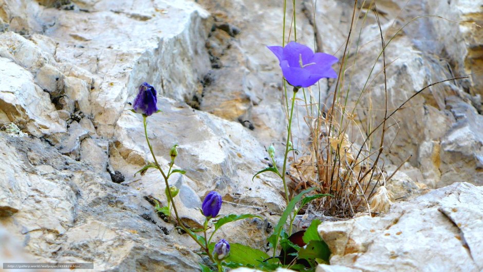 Цветы растущие среди камней