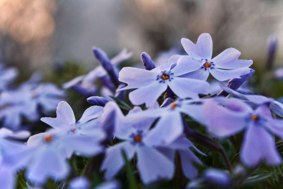 Цветы Флоксы голубые