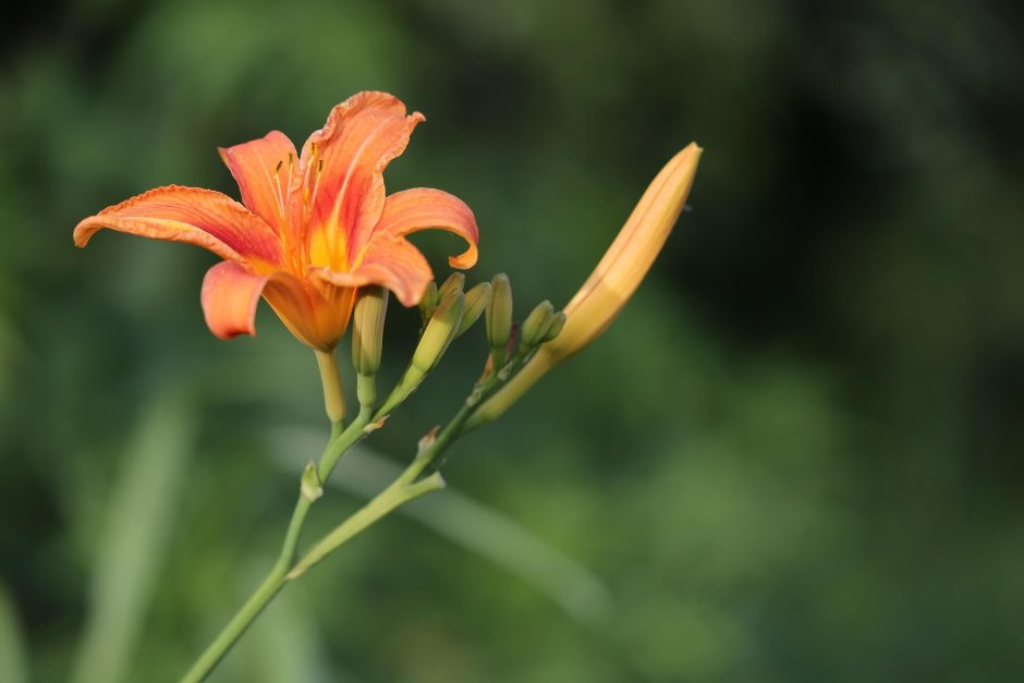 Лилия оранжевый лилейник