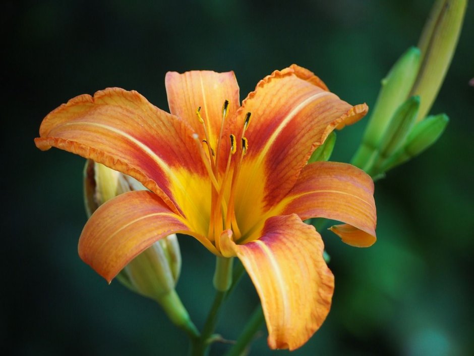 Лилейник Orange Blossom
