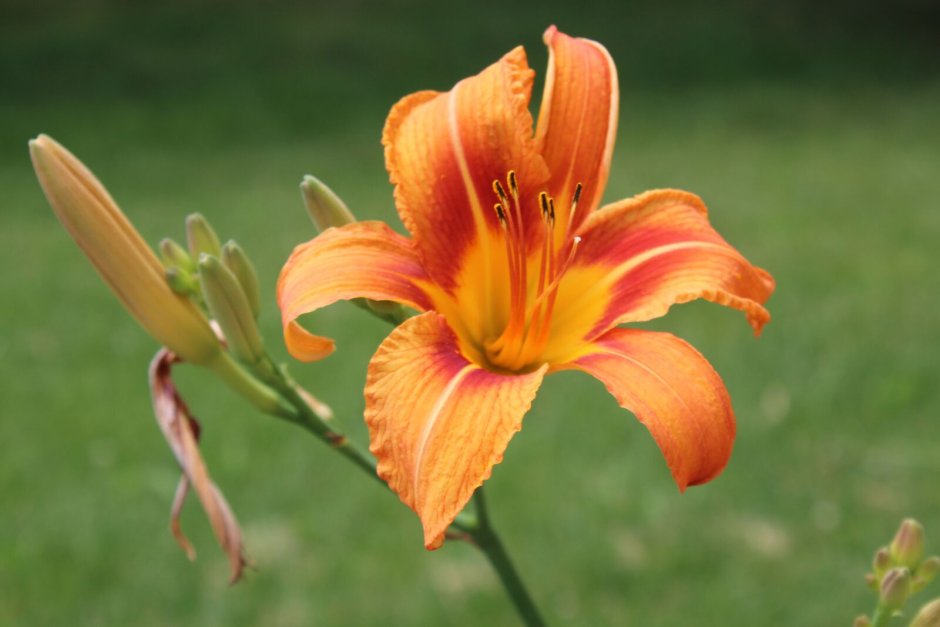 Оранжевый пятнистый цветок семейства