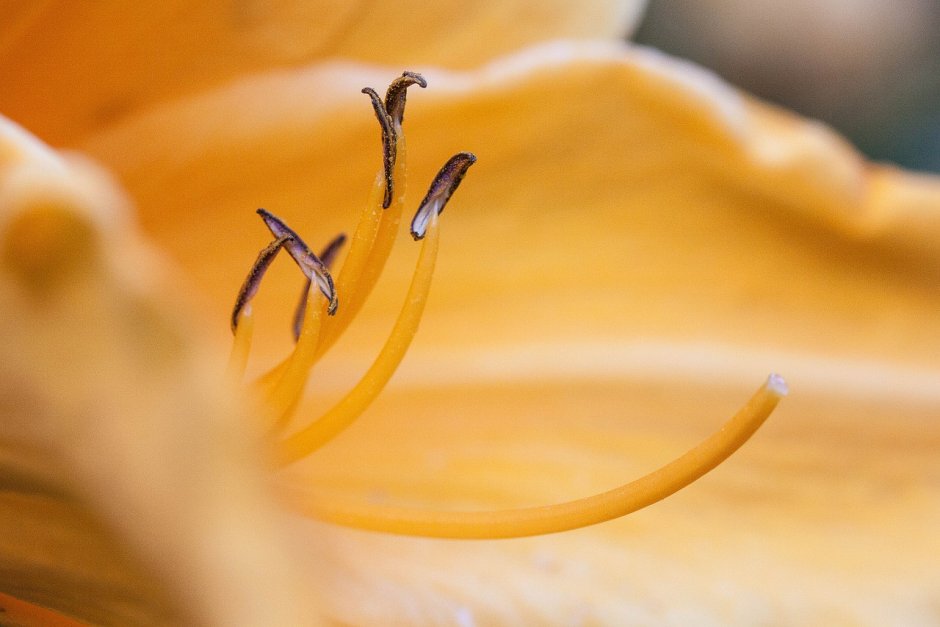 Тычинка лилейника желтого