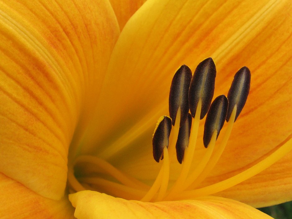 Макросъемка желтая Лилия