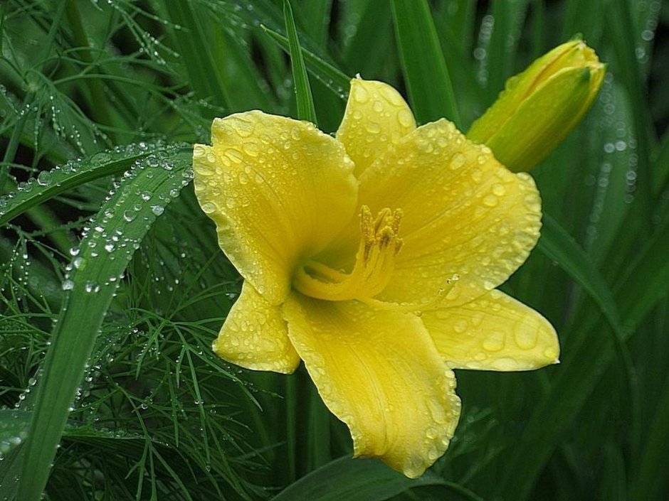 Лилейник жёлтый Нарцисс