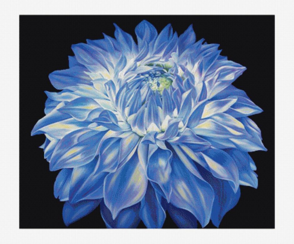 Голубой георгин цветок