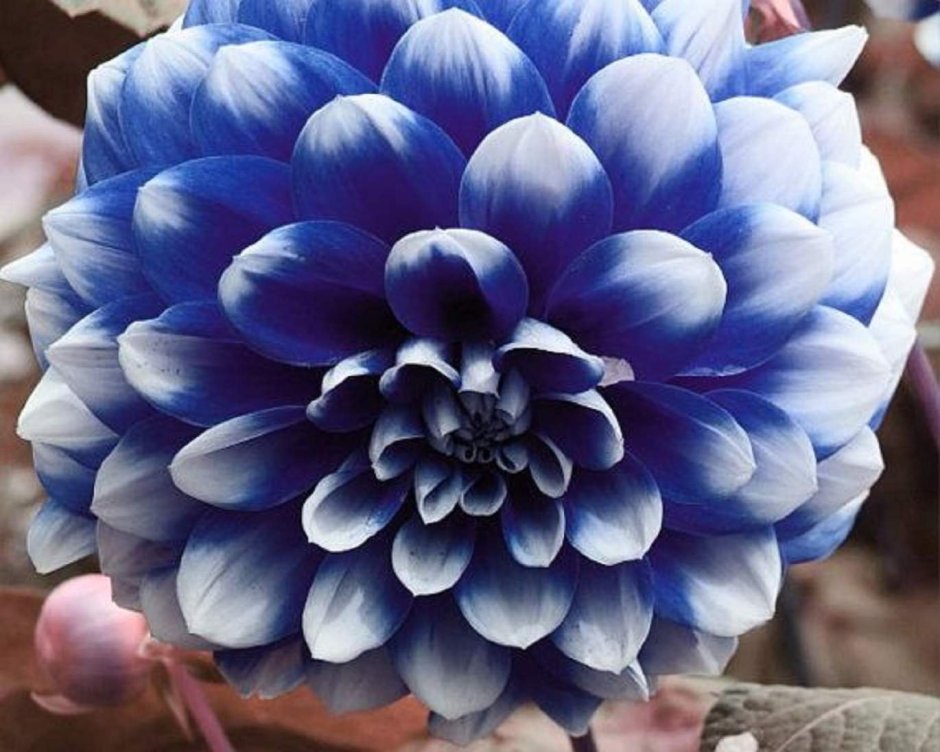 Синий георгин цветок
