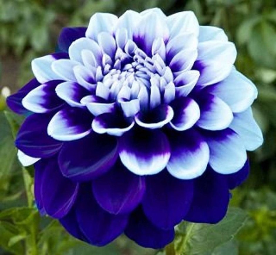 Георгин голубая Далия цветок
