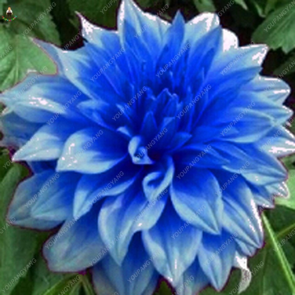 Георгин голубая Далия растение