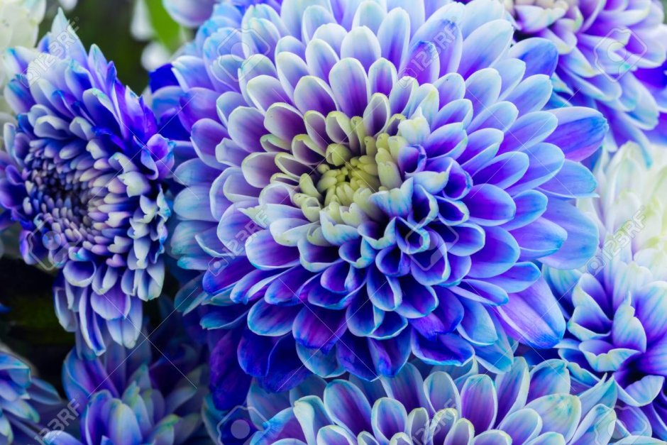 Голубые и фиолетовые хризантемы
