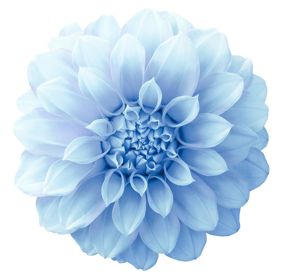 Дахлия цветок синяя