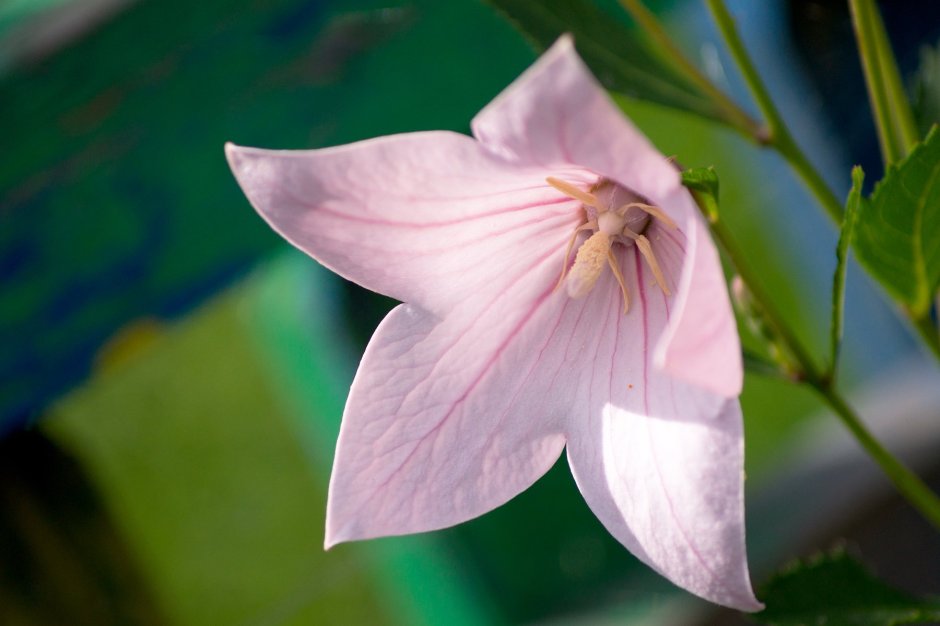 Платикодон розовый флорист