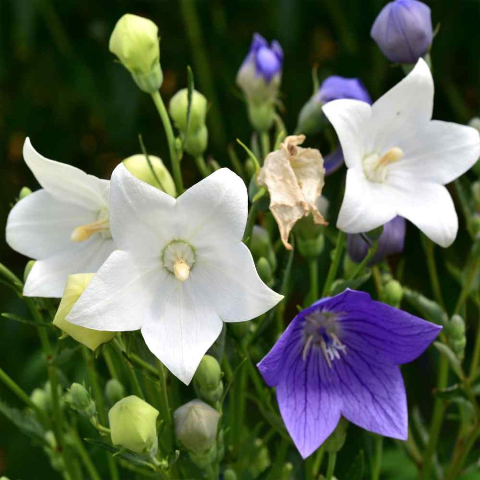 Platycodon grandiflorus цветок