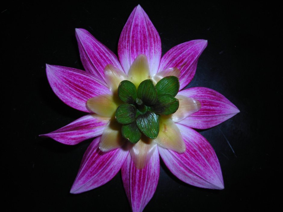 Симметричный цветок