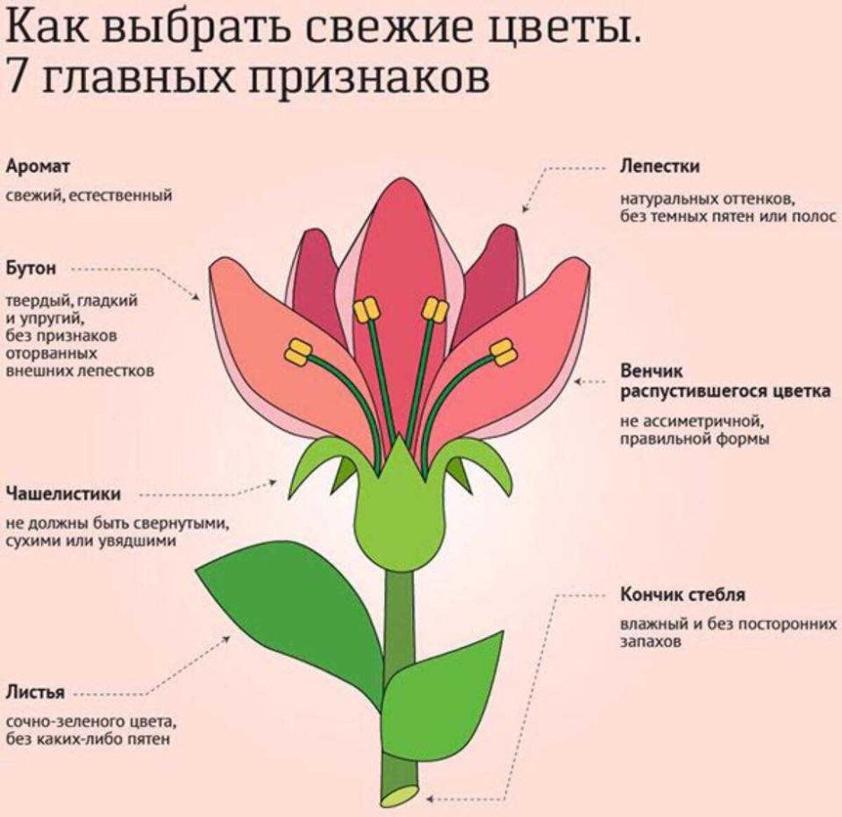 Инфографика цветы