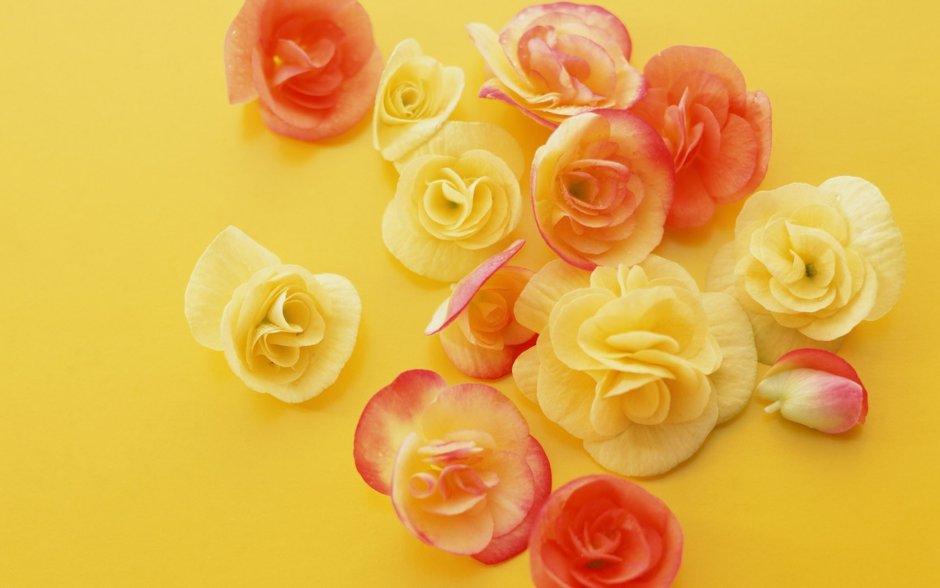 Розовые цветы на желтом фоне