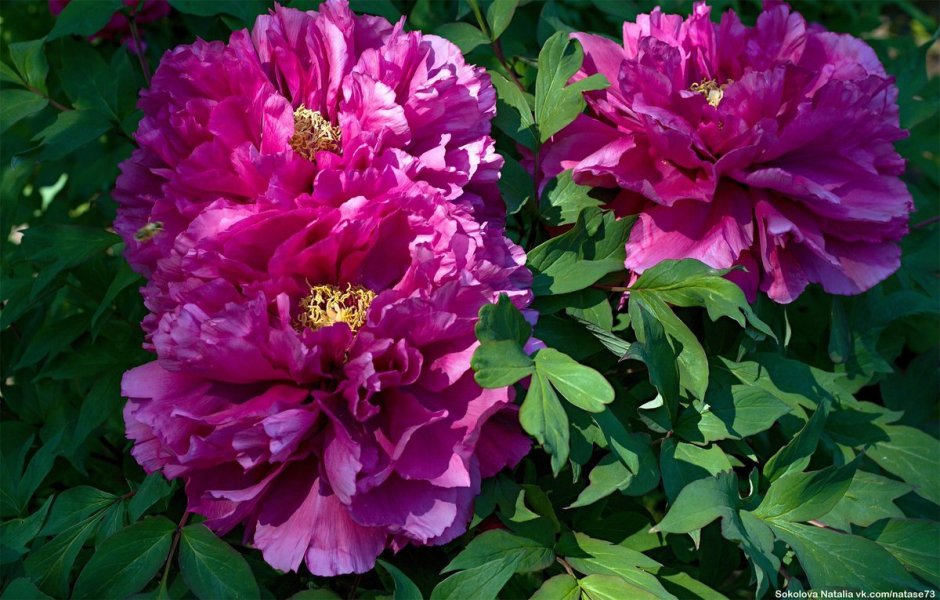 Пион древовидный (Paeonia suffruticosa Purple) c2