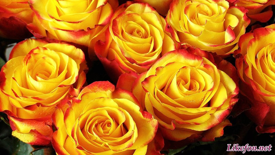 Желтые розы с оранжевой каймой