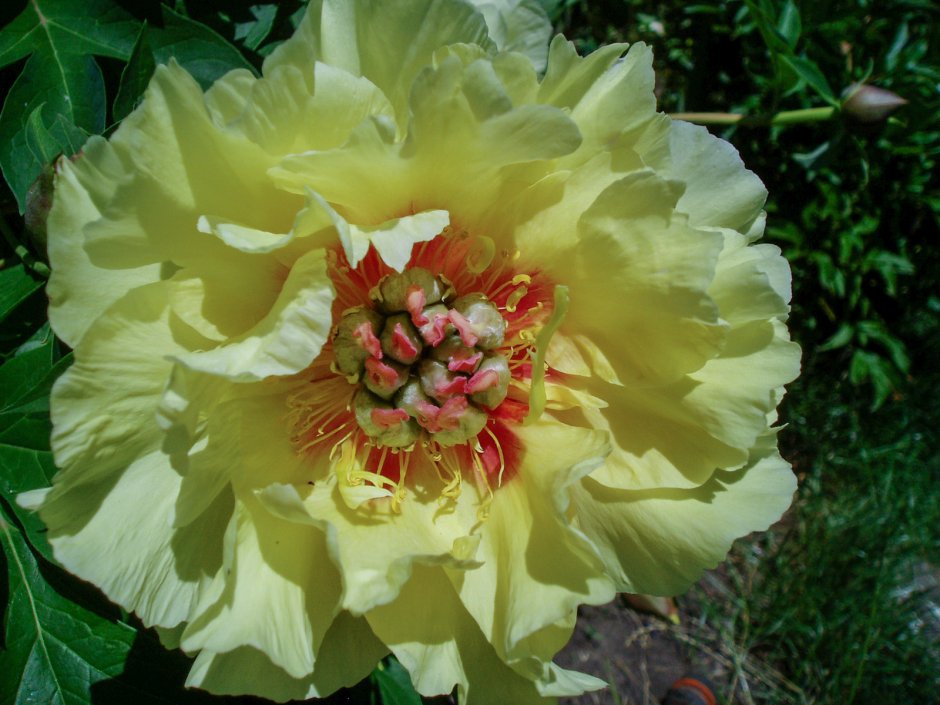 Пион Ито-гибрид "Барцелла" (Paeonia Itoh-Hybrid 'Bartzella')