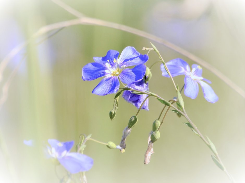 Цветок льна с росой для фотошопа
